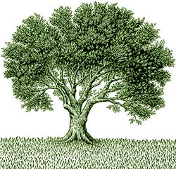 albero-olivo-p